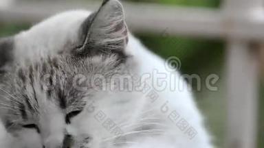 蓝眼睛的白猫坐在窗台上，吃过<strong>早饭</strong>后洗了澡。